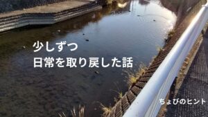 川に浮かんでいる数羽のカモと夕日
