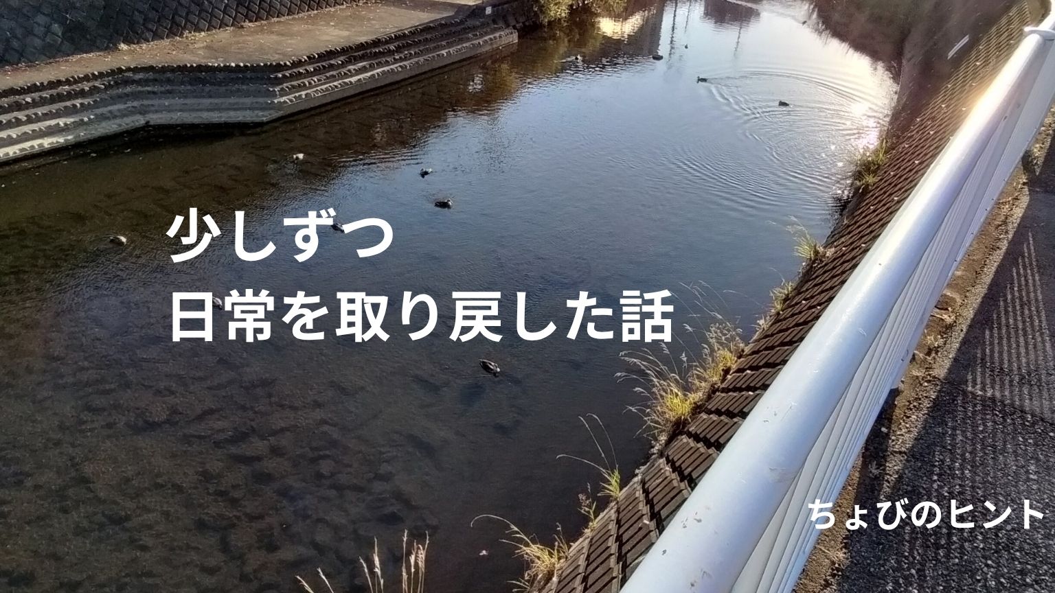 川に浮かんでいる数羽のカモと夕日