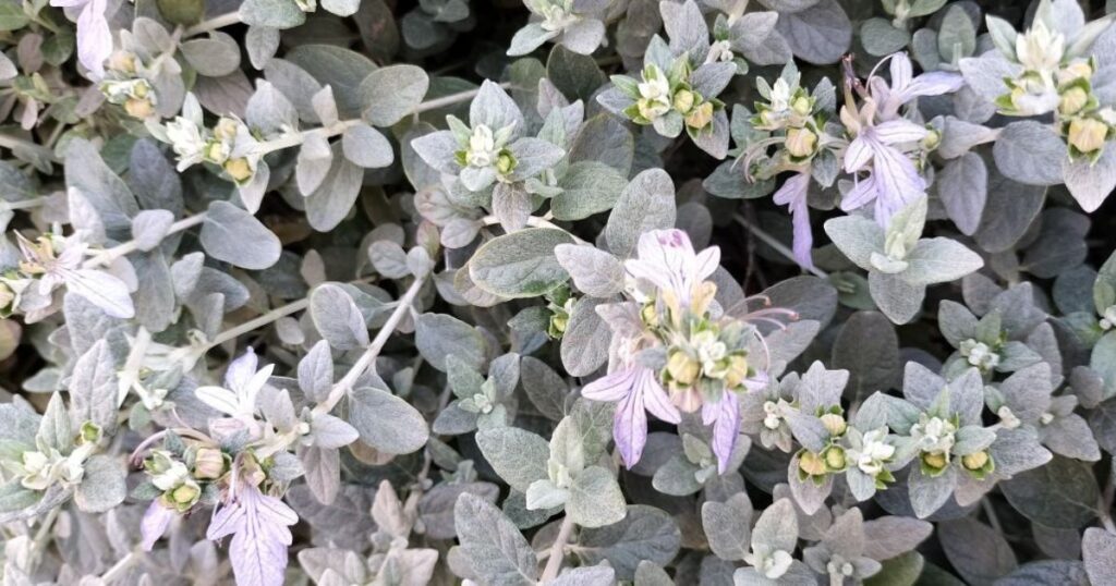 垣根のシルバーリーフと薄紫の花