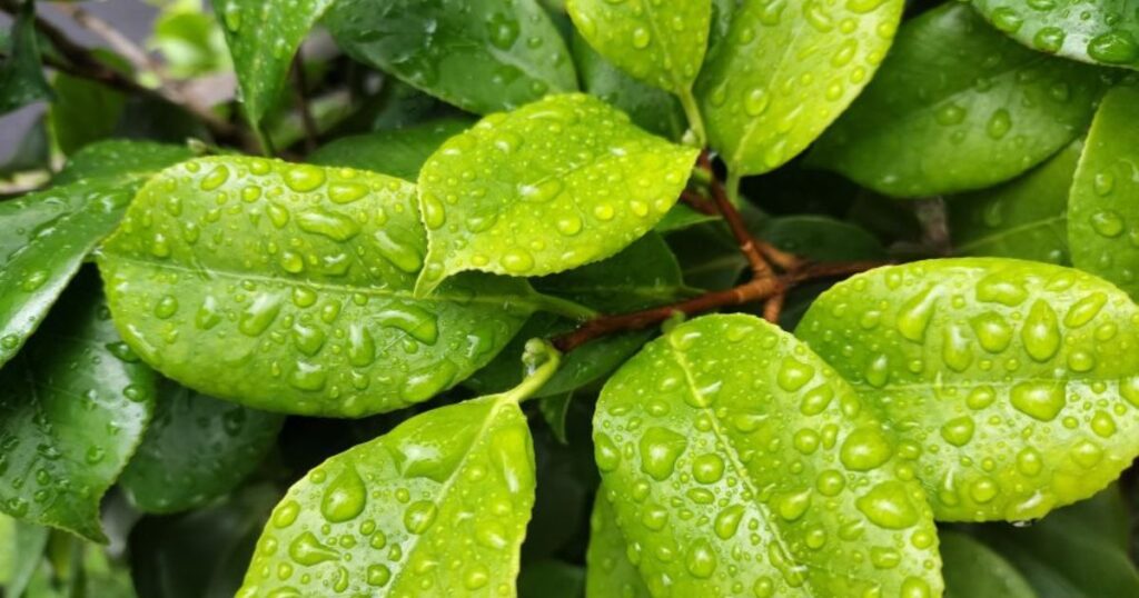 雨に濡れたツバキの若葉