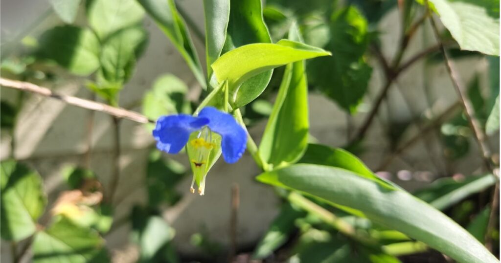 一輪のつゆ草。青い花びらが清楚な雰囲気。