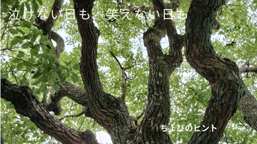 クスノキの枝葉　幹　木漏れ日　テキスト「泣けない日も　笑えない日も」ちょびのヒント